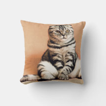 Cute Kitten Sprawled Out