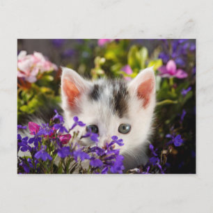 Cute Kitten Spring Postcard