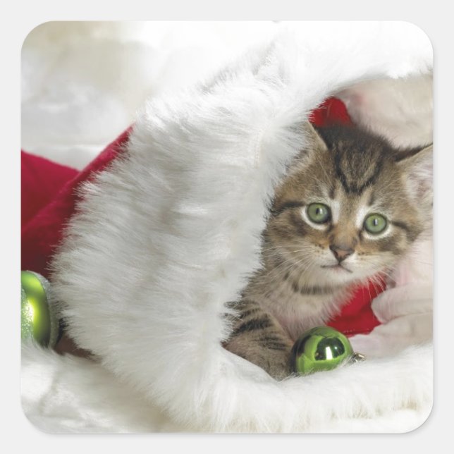 Cute Kitten Square Sticker (Front)