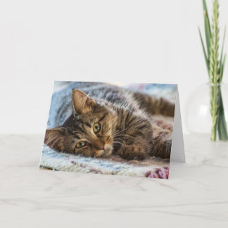 Cute Kitten Thinking of You Greeting Card