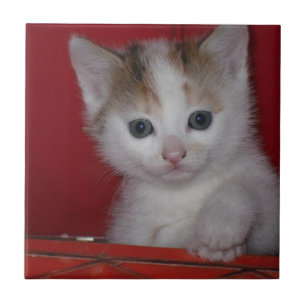 Cute Kitten Tile