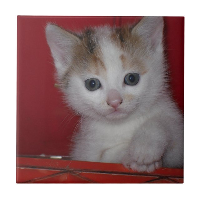 Cute Kitten Tile (Front)