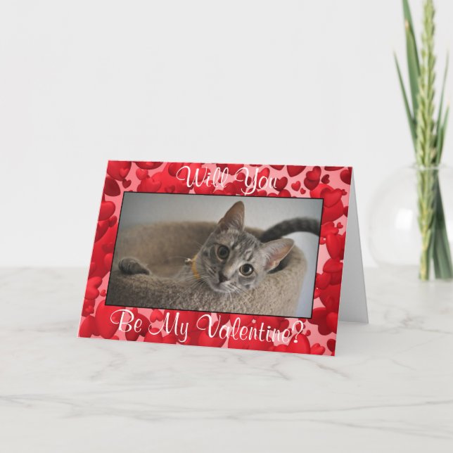 Cute Kitten Valentine's Day Card (Animal Rescue) (Front)