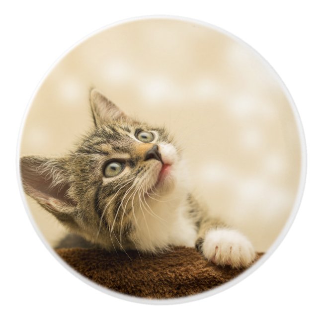 Cute Kitten with an Outstretched Paw Ceramic Knob (Front)