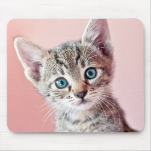 Cute kitten with blue eyes. mouse pad