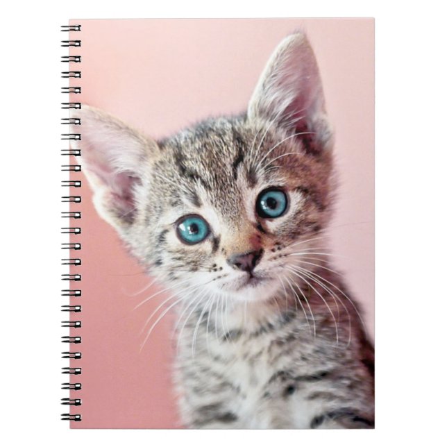 Cute kitten with blue eyes. notebook (Front)