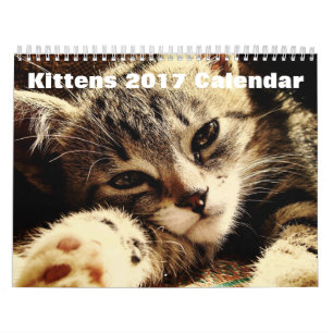 Cute Kittens 2017 Calendar