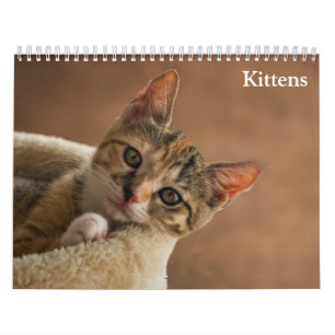 Cute Kittens 2025 Calendar