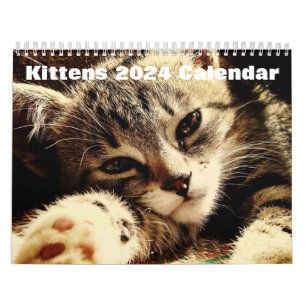 Cute Kittens 2026 Calendar