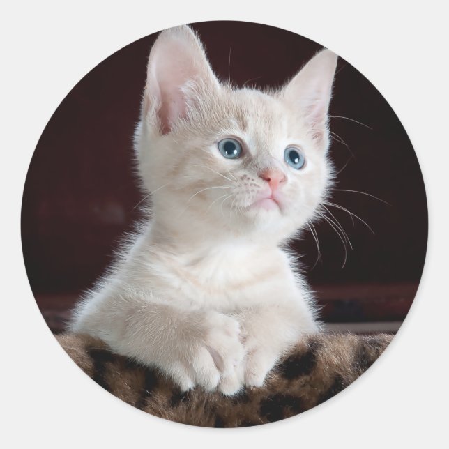 Cute Kittens Classic Round Sticker (Front)