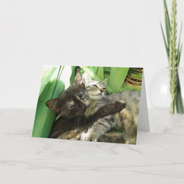 Cute Kittens Cuddin - carte blanche (Devant)