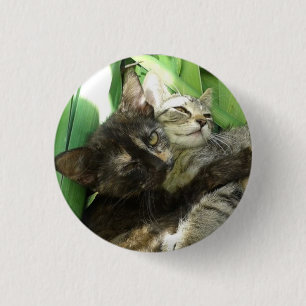 Cute kittens cuddling 1 inch round button