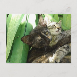 Cute kittens cuddling postcard