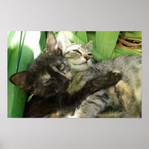 Cute kittens cuddling poster