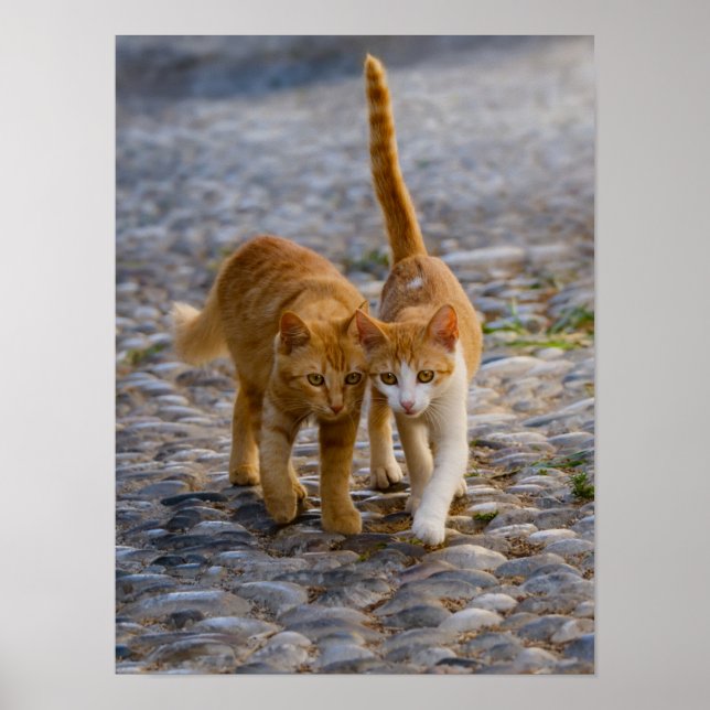 Cute Kittens Friends Walk the Same Path Photo - Poster (Front)