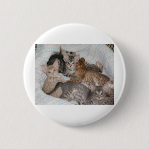 CUTE KITTENS IN A BASKET 2 INCH ROUND BUTTON