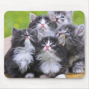 Cute Kittens Mouse Pad