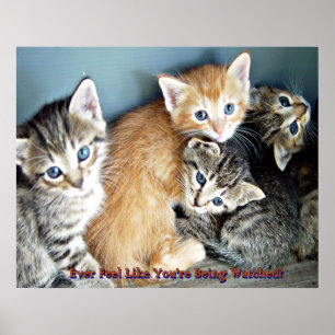 Cute kittens poster print