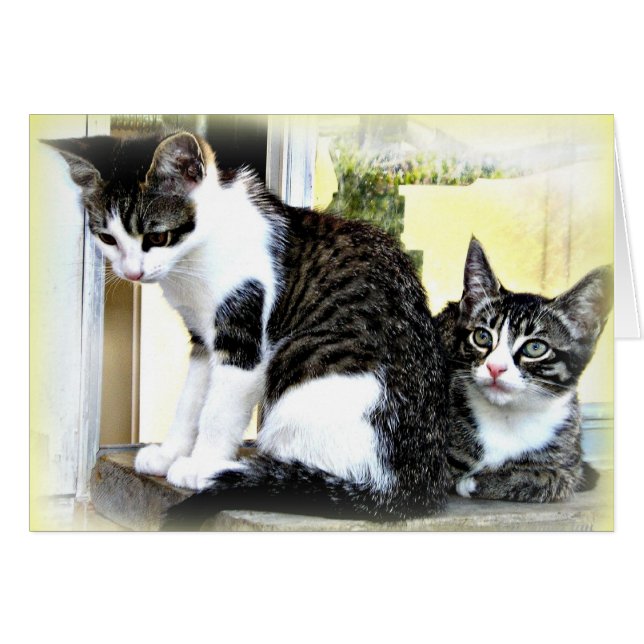 cute kitties card (Front Horizontal)