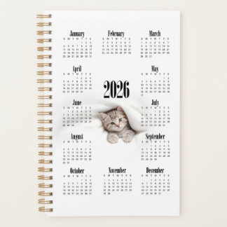 Cute kitty