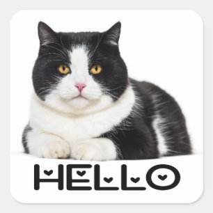 Cute Kitty Kitten Hello Black White Cat Square Sticker