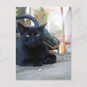 Cute Kitty Laying - carte postale