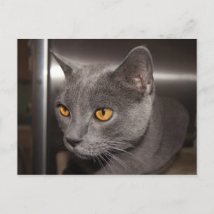 Cute Kitty Postcard