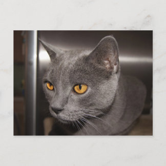 Cute Kitty Postcard