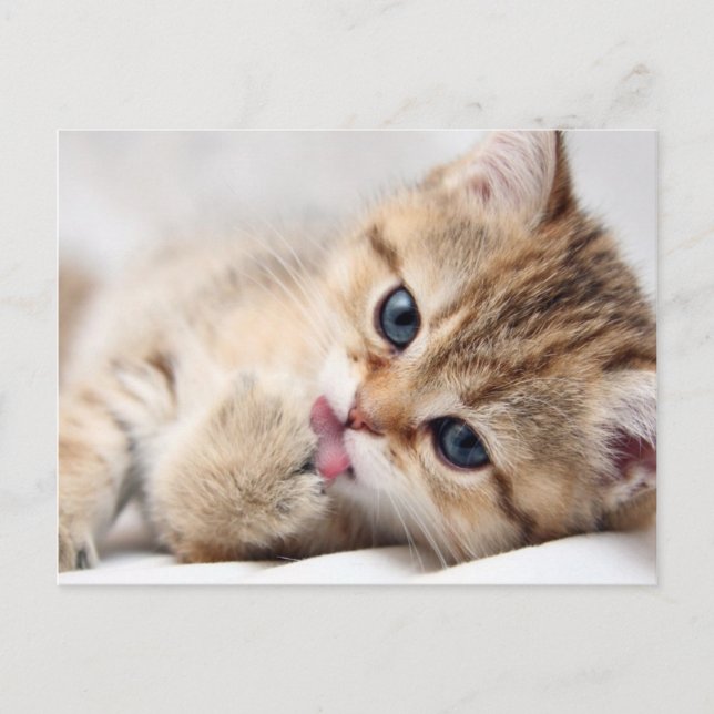 CUTE KITTY POSTCARD (Front)