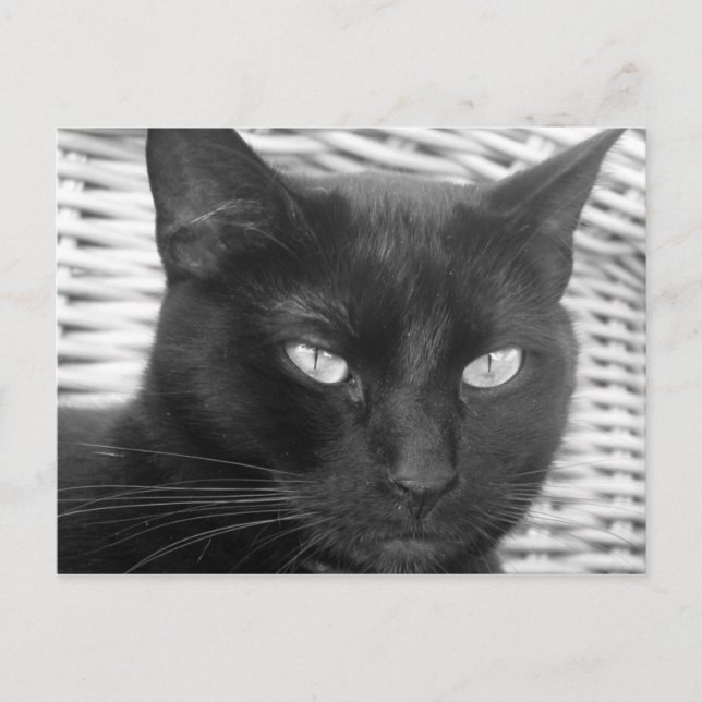 Cute Kitty - postcard (Front)