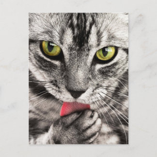 Cute Kitty Postcard