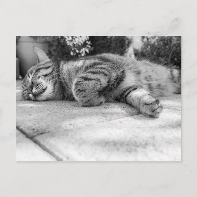Cute Kitty Postcard (Front)