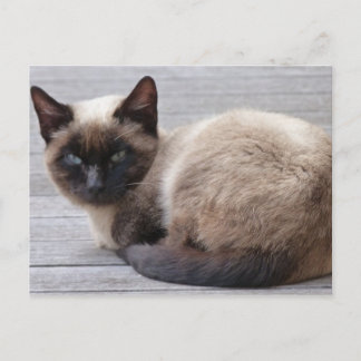 Cute Kitty Postcard