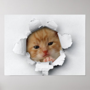 Cute kitty poster