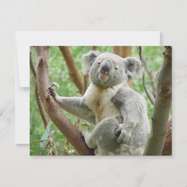 Cute Koala (Front)