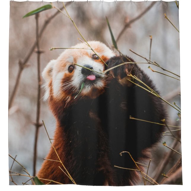 CUTE KOALA BEAR (Front)