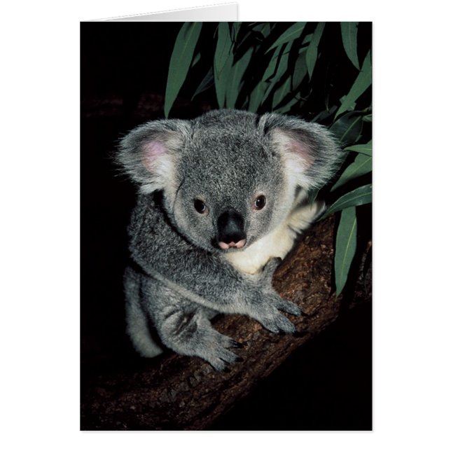 Cute Koala Bear (Front)