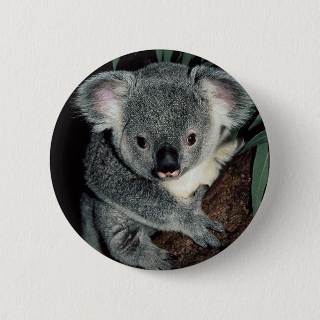 Cute Koala Bear 2 Inch Round Button (Front)