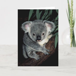 Cute Koala Bear Card