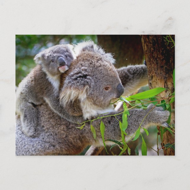 Cute Koala Bear Destiny Nature Aussi Outback Postcard (Front)