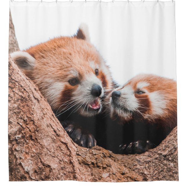 CUTE KOALA BEAR FAMILY (Front)