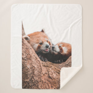 CUTE KOALA BEAR FAMILY SHERPA BLANKET