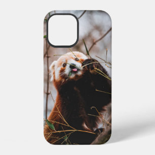 CUTE KOALA BEAR iPhone 12 CASE