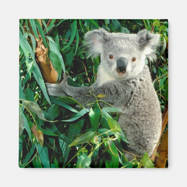 Cute Koala Bear Magnet (Front)