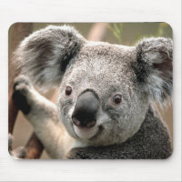 Cute Koala Bear