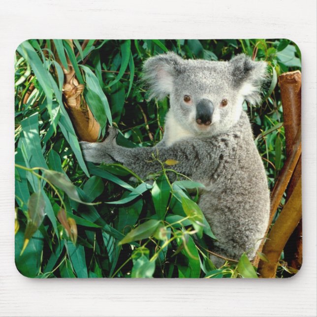 Cute Koala Bear Mouse Pad (Front)