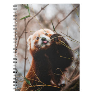 CUTE KOALA BEAR NOTEBOOK