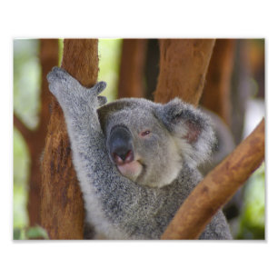 Cute Koala Bear Photo Print Enlargement