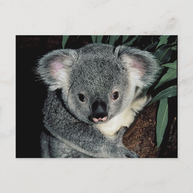 Cute Koala Bear Postcard (Front)