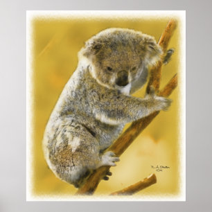 Cute...Koala Bear...Poster and Print! Poster